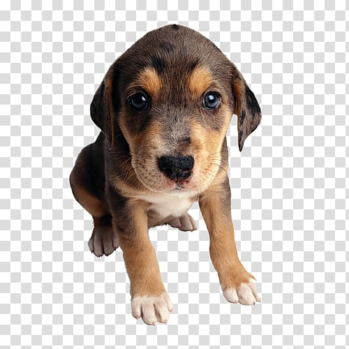 Puppy Cat Food Mongrel Purebred dog, tube transparent background PNG clipart