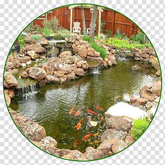 Koi Body of water Fish pond Garden, koi transparent background PNG clipart