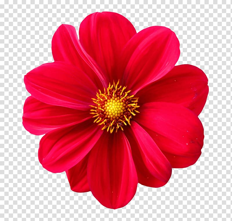 red daisy, Flower , Dahlia Flower transparent background PNG clipart