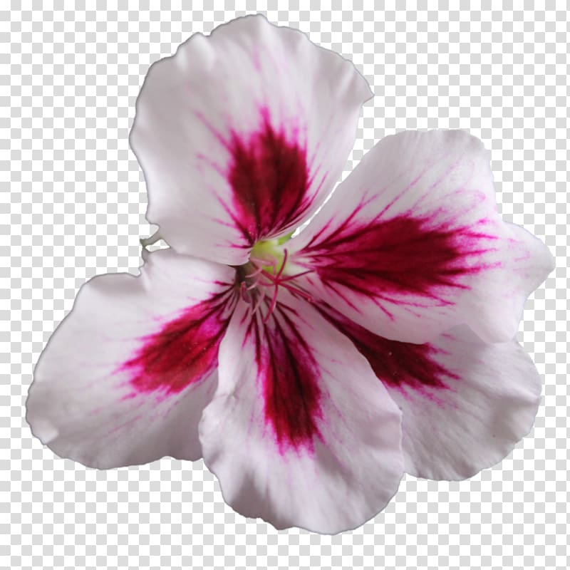 Sweet scented geranium Flower Crane\'s-bill , Flower transparent background PNG clipart