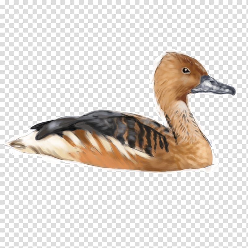 Fulvous whistling duck Goose Bird, duck transparent background PNG clipart