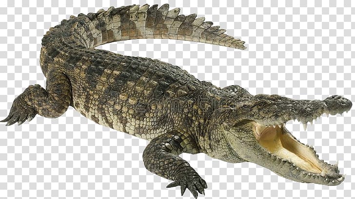 Crocodiles American alligator , crocodile transparent background PNG clipart