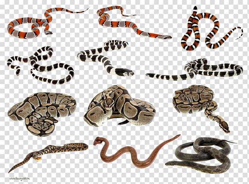 Snake Scaled reptiles , Snakes transparent background PNG clipart