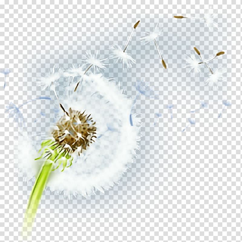 white dandelion illustration, Flower Desktop Petal Pollen Plant, dandelion transparent background PNG clipart