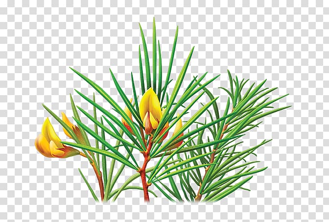 Green tea Rooibos Fynbos Plant, tea transparent background PNG clipart