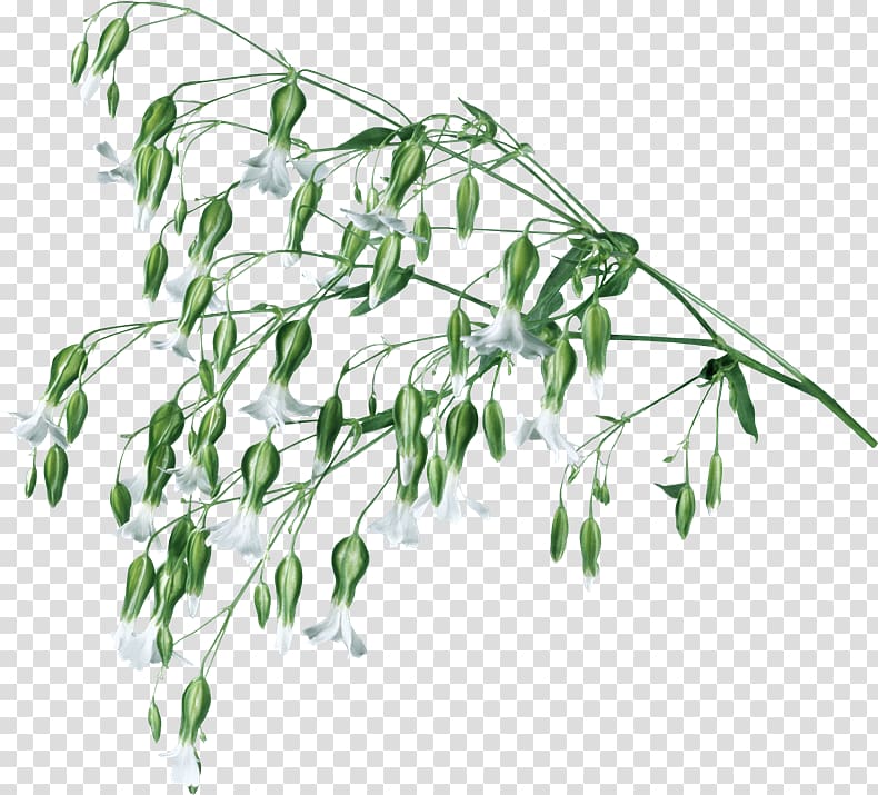 Plant stem Herbaceous plant Painting Manzara, Wjzy transparent background PNG clipart