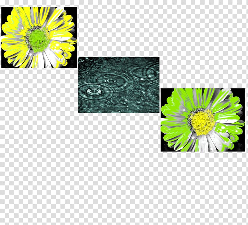 Chrysanthemum La mente il pensiero, il pensiero e la mente Transvaal daisy Flora Thought, chrysanthemum transparent background PNG clipart