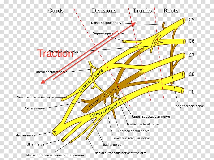 Brachial plexus injury Cervical spinal nerve 8, nerve transparent background PNG clipart