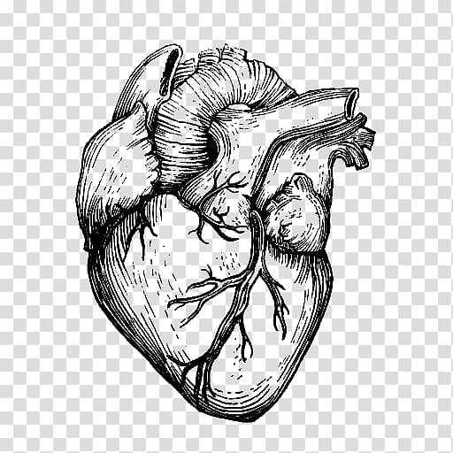 Realistic Heart- Sketch- Heart - Heart Disease Awareness - Pin | TeePublic