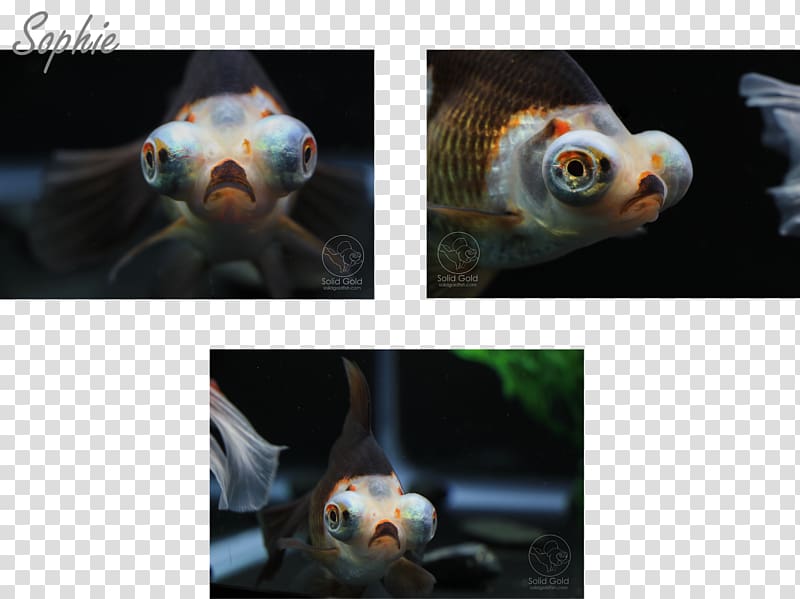 Oranda Pet Solid Gold Aquatics Fish, butterfly goldfish transparent background PNG clipart