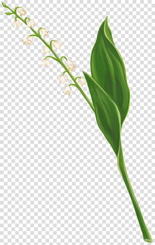 Lily of the valley Flower Digital , lily of the valley transparent background PNG clipart