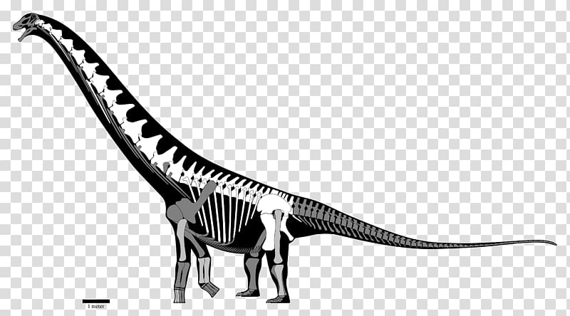 Velociraptor Futalognkosaurus Late Cretaceous Coniacian Turonian, dinosaur transparent background PNG clipart