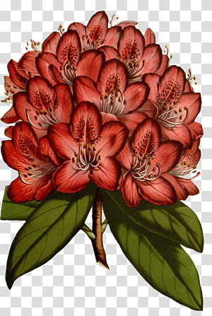 Encapsulated PostScript , flower transparent background PNG clipart thumbnail