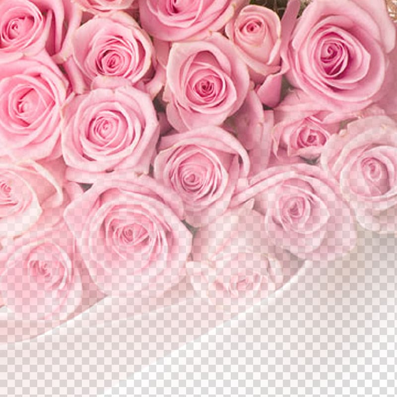 Rose Pink Flower , Rose background transparent background PNG clipart
