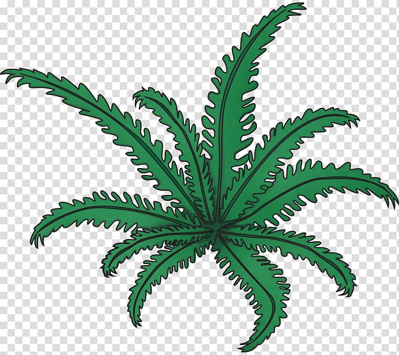 Cannabaceae Vascular plant Leaf Flowerpot, fern transparent background PNG clipart