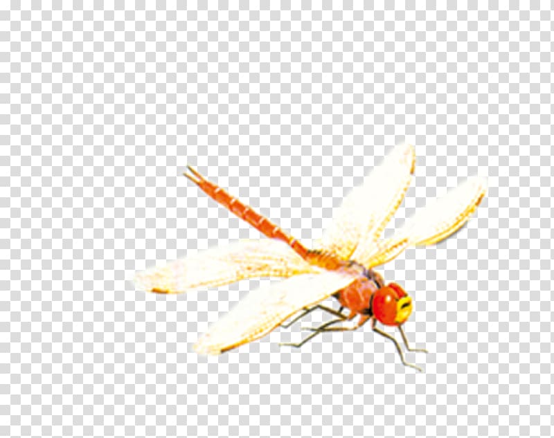 Bee Insect Dragonfly, Red Dragonfly transparent background PNG clipart