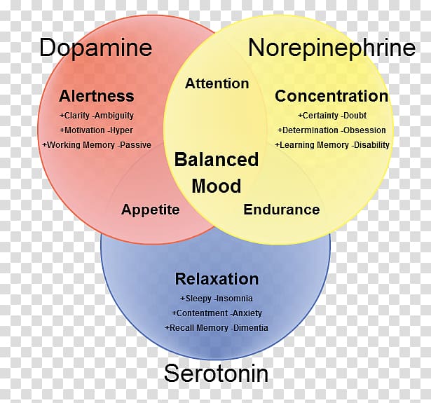 Neurotransmitter Dopamine Norepinephrine Synapse Serotonin, Brain transparent background PNG clipart