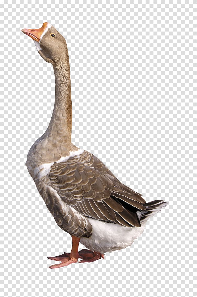 Goose Duck , Sky gray goose transparent background PNG clipart