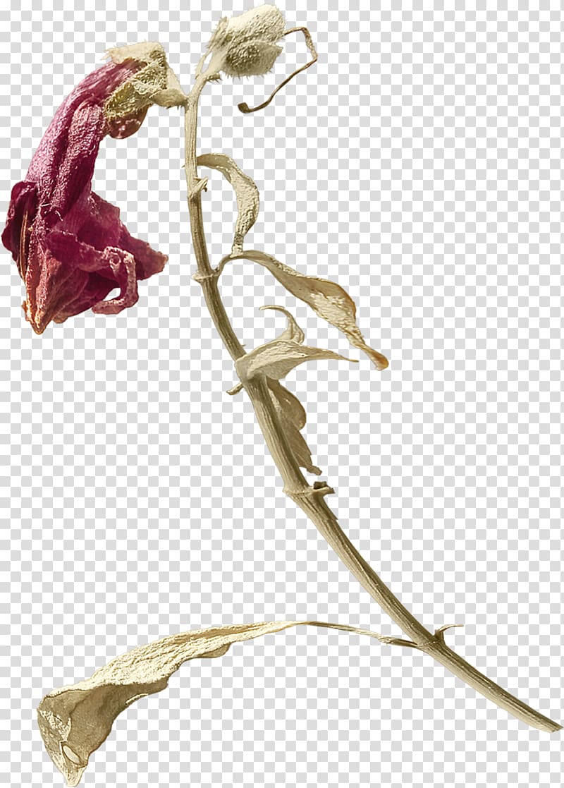 Twig Plant stem Flowering plant, Karim transparent background PNG clipart