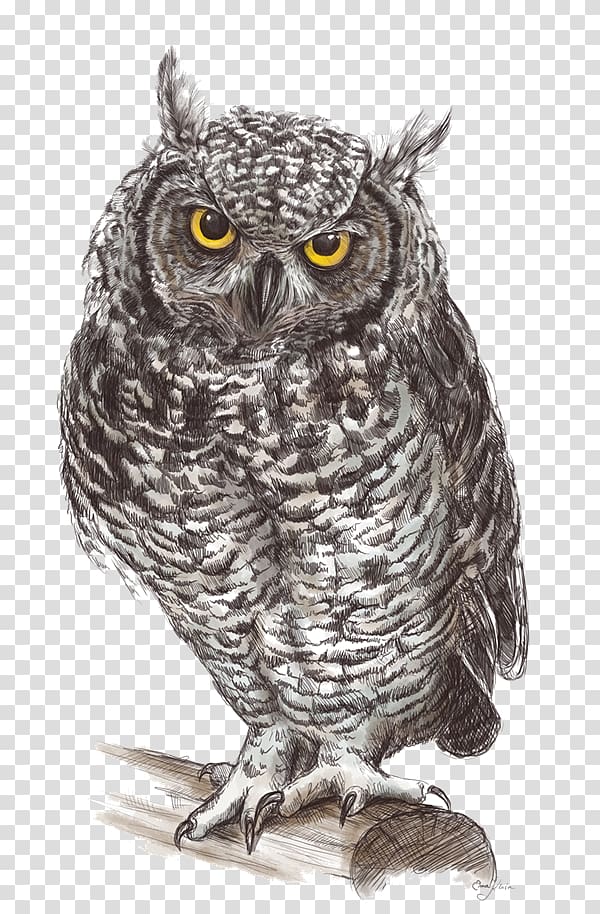 gray and brown owl , Great Grey Owl Drawing Fauna Illustration, Owl Pic transparent background PNG clipart