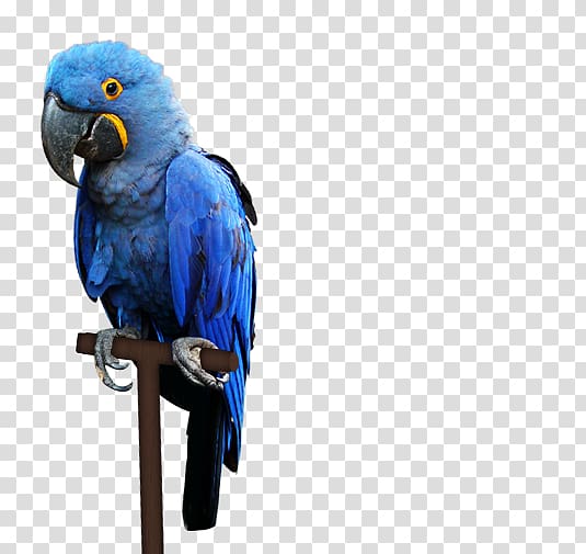 Macaw Pantanal Bird Parakeet, Bird transparent background PNG clipart