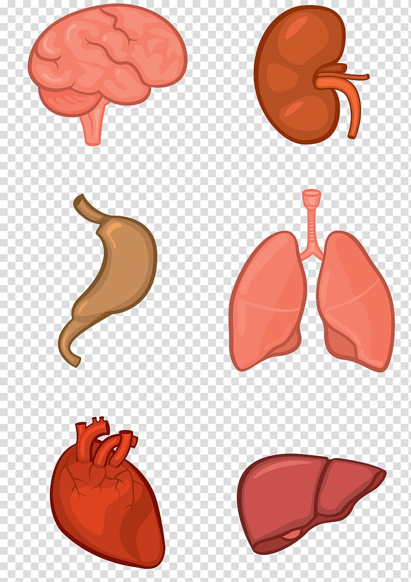 internal organs, Organ system Human body Anatomy Tissue, organs transparent background PNG clipart