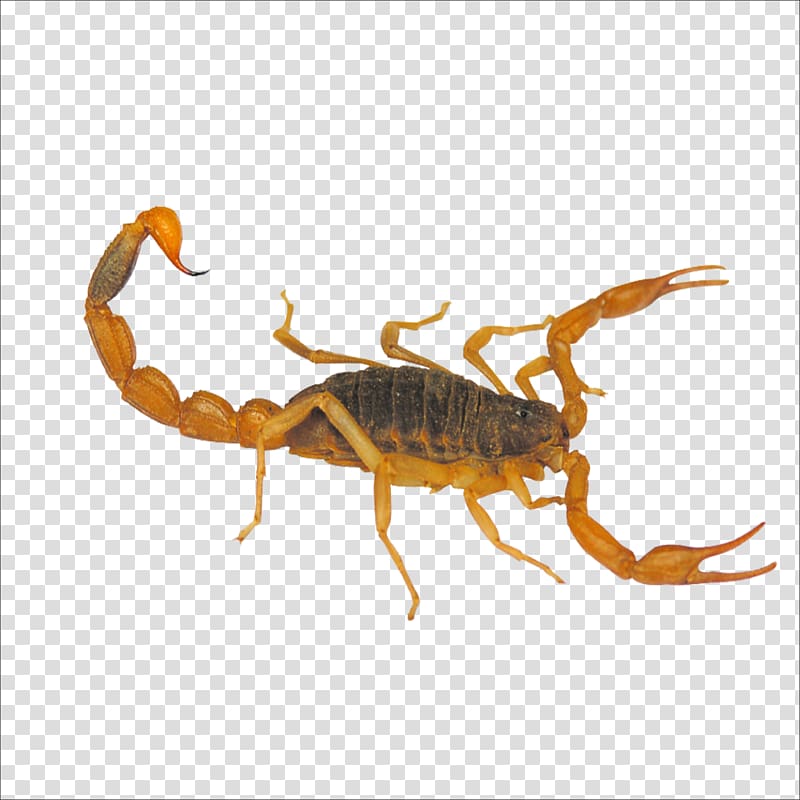 Scorpion Yimeng mountains Insect Mesobuthus martensii Taobao, Scorpions transparent background PNG clipart