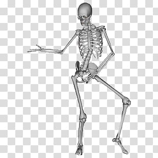 Skeleton transparent background PNG clipart