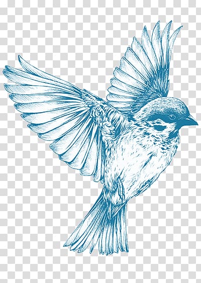 lovely bird sketch transparent background PNG clipart