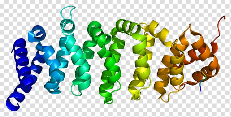 Calcium-binding protein Gene Threonine, others transparent background PNG clipart