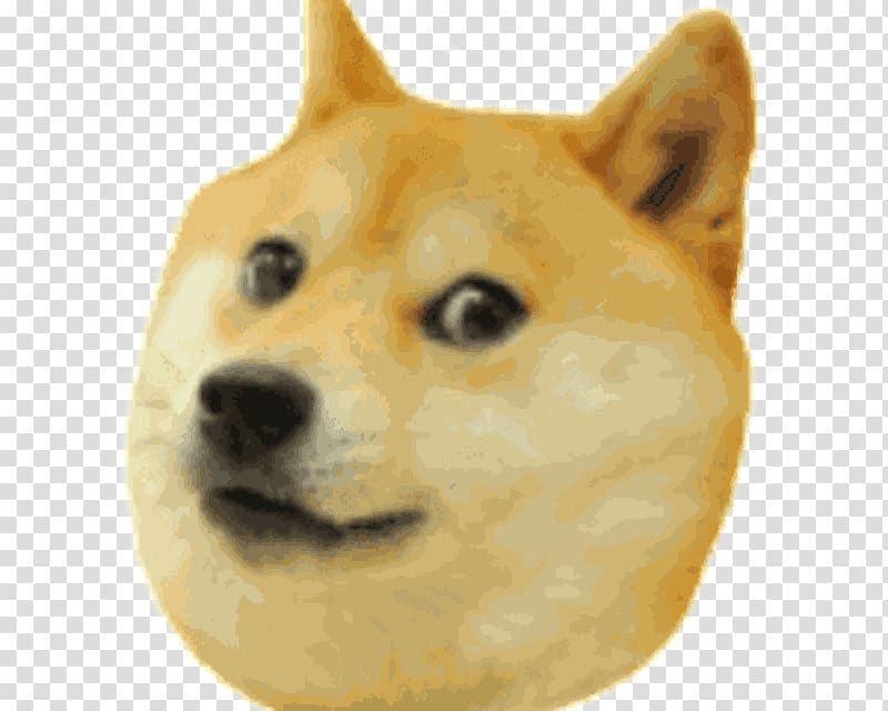 Shiba Inu Doge Run Hokkaido dog, others transparent background PNG clipart