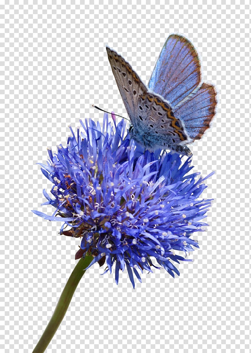Butterfly Flower Blue White, curd transparent background PNG clipart