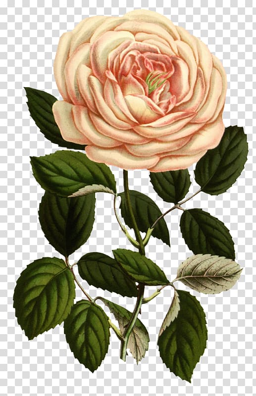 Rose Botanical illustration Printing Botany Printmaking, rose transparent background PNG clipart