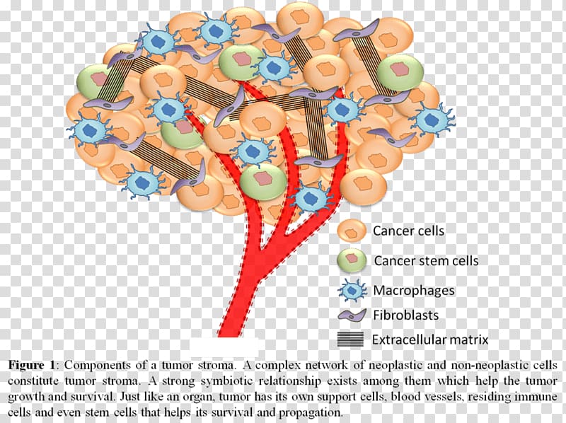 Biology of Cancer Stromal cell Neoplasm, cute cancer cancer cell details transparent background PNG clipart