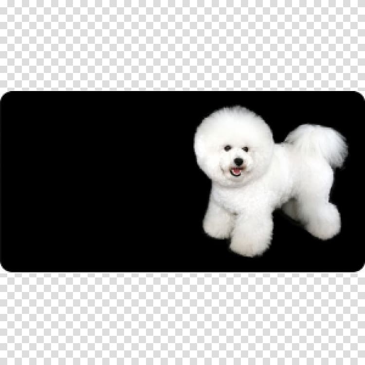 Bichon Frise Maltese dog Puppy Dog breed Companion dog, puppy transparent background PNG clipart