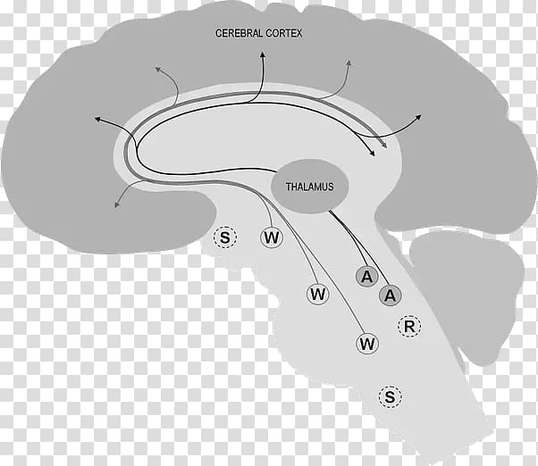 Brain Neurotransmitter Cerebral cortex Rapid eye movement sleep Thalamus, Brain transparent background PNG clipart