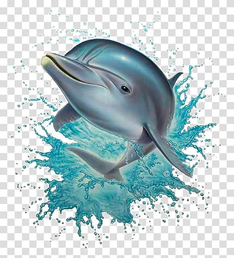 Common bottlenose dolphin Desktop Fish Free, daulfin transparent background PNG clipart