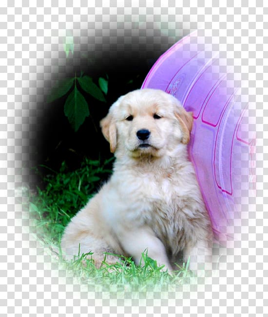 Golden Retriever Labrador Retriever Goldendoodle Puppy Dog breed, golden retriever transparent background PNG clipart