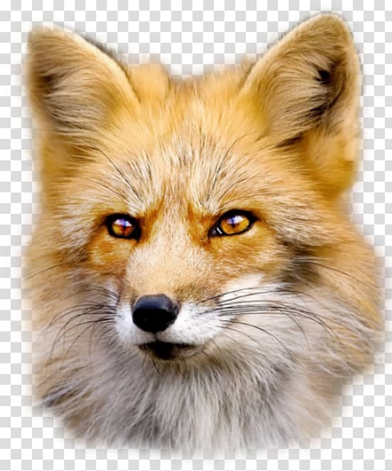 Fox transparent background PNG clipart