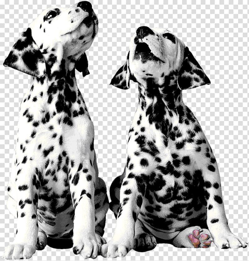 Dalmatian dog Puppy The 101 Dalmatians Musical Pointer Dog breed, dalmatians transparent background PNG clipart