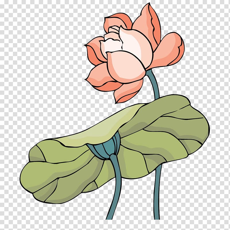 Nelumbo nucifera Cartoon, Lotus transparent background PNG clipart