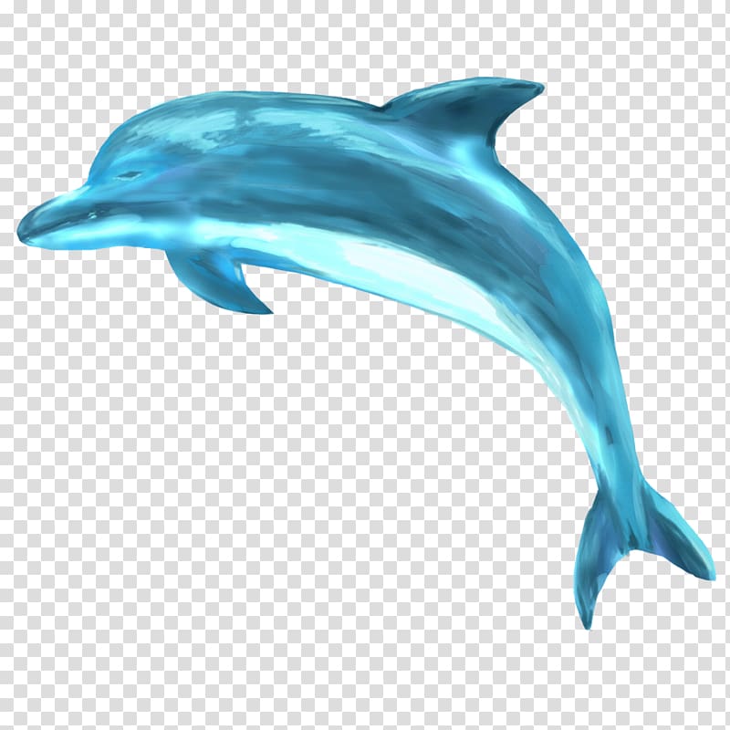 Striped dolphin Common bottlenose dolphin Short-beaked common dolphin Spinner dolphin Rough-toothed dolphin, dolphin transparent background PNG clipart