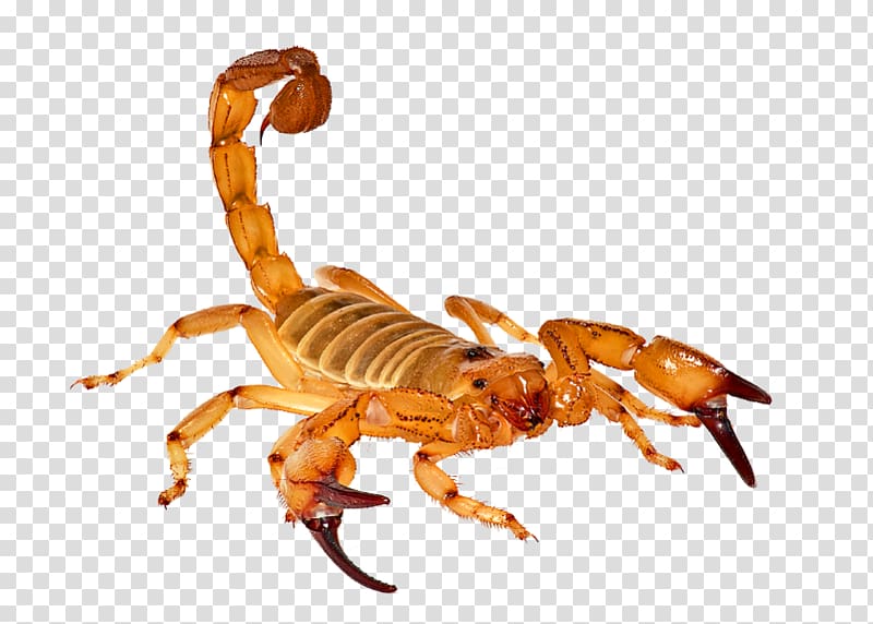 Scorpion Wise / Chem Safe Pest Control Laboratory, Scorpion transparent background PNG clipart