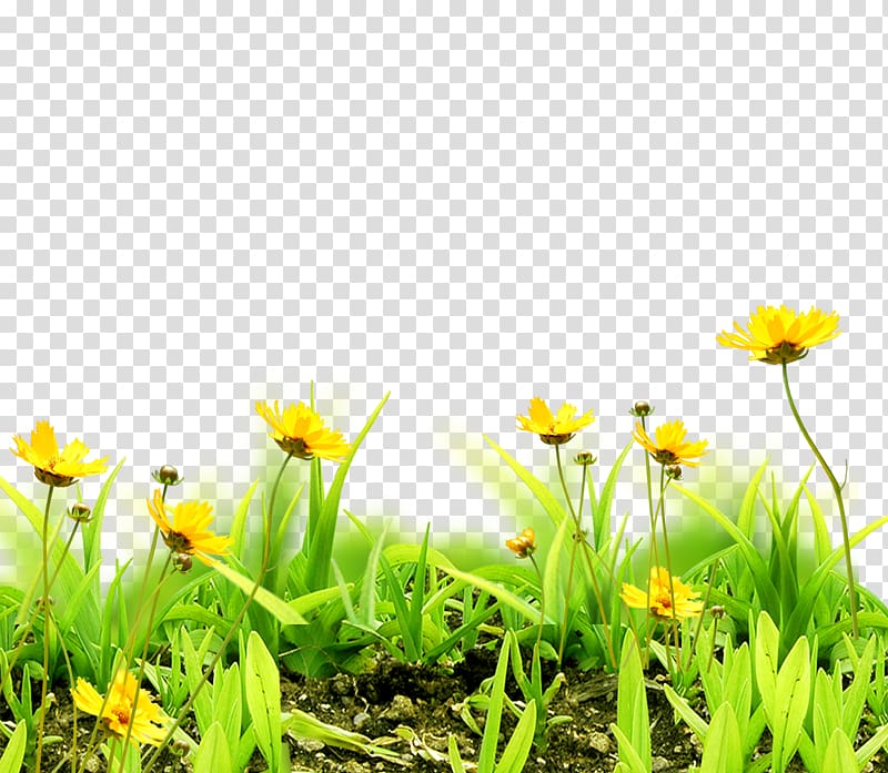 yellow petaled flowers, Meadow Flower Sky Grass, Floral background transparent background PNG clipart