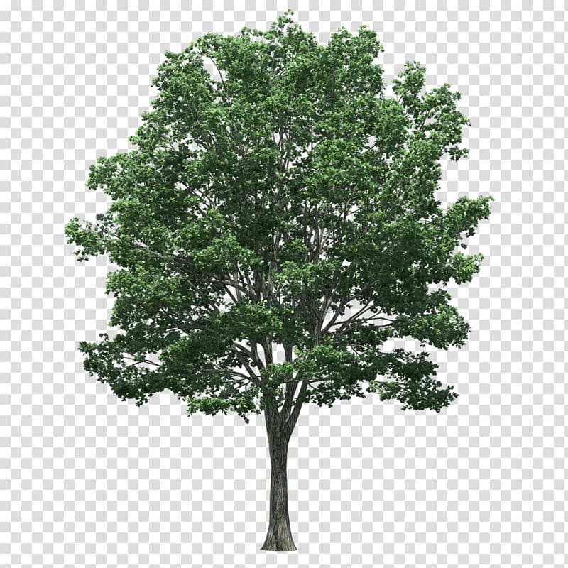 Tree Japanese zelkova Trunk, tree transparent background PNG clipart