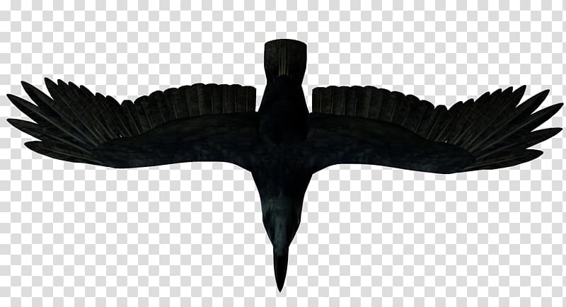 Crows Bird , bird transparent background PNG clipart