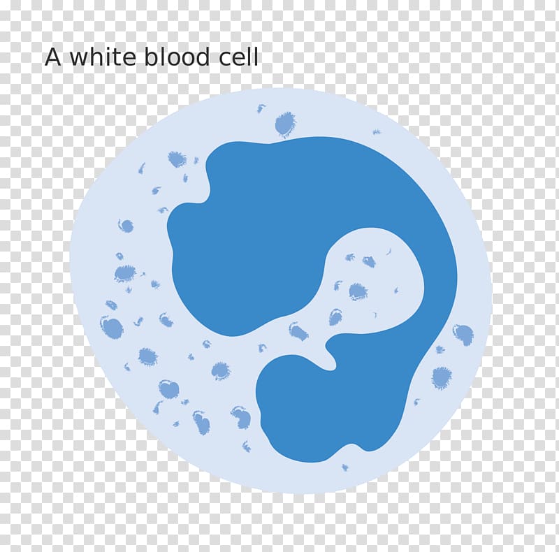 White blood cell Red blood cell, blood transparent background PNG clipart