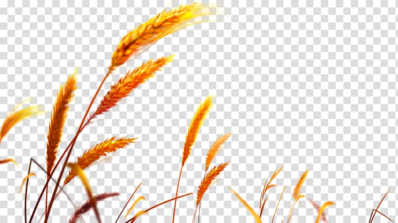 Golden Canon EF-S 18–55mm lens Wheat , Wheat transparent background PNG clipart