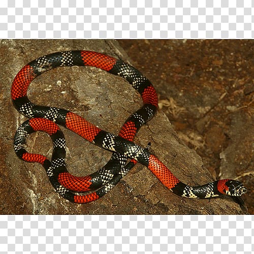 Boa constrictor Kingsnakes Rattlesnake Colubrid Snakes, snake transparent background PNG clipart