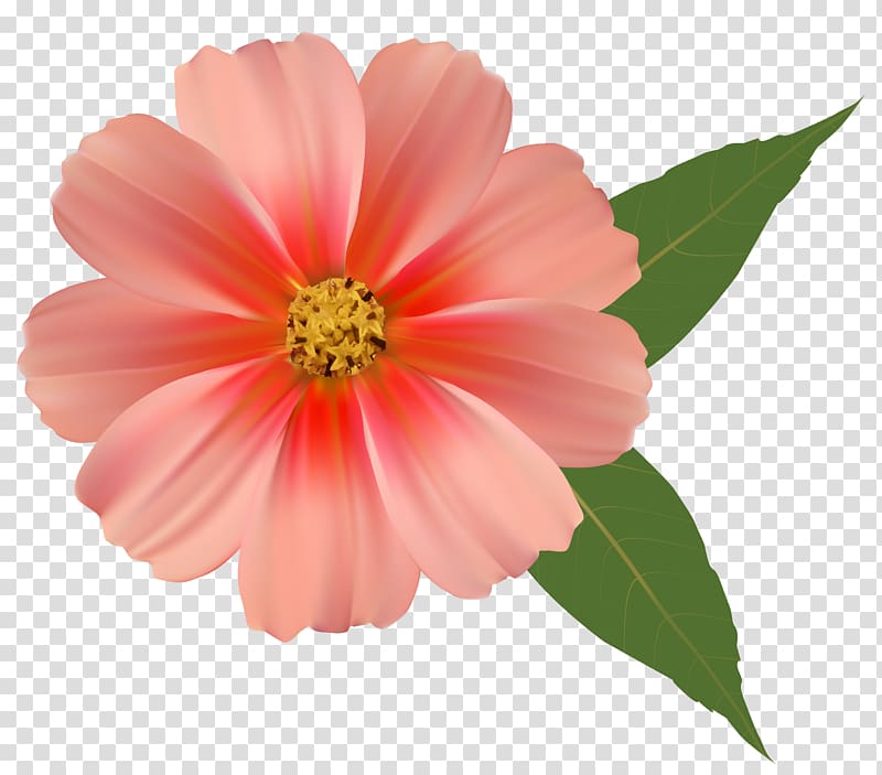 pink flower , Flower bouquet Orange blossom , Orange Flower transparent background PNG clipart